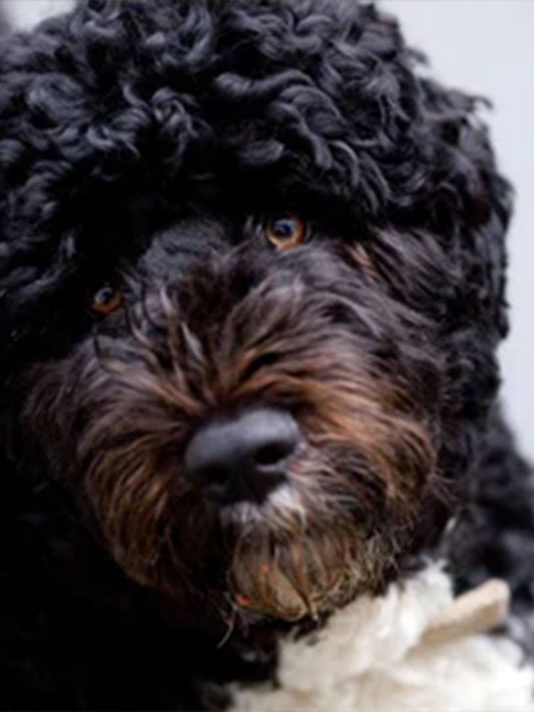 Coping-With-Pet-Bereavement Luck