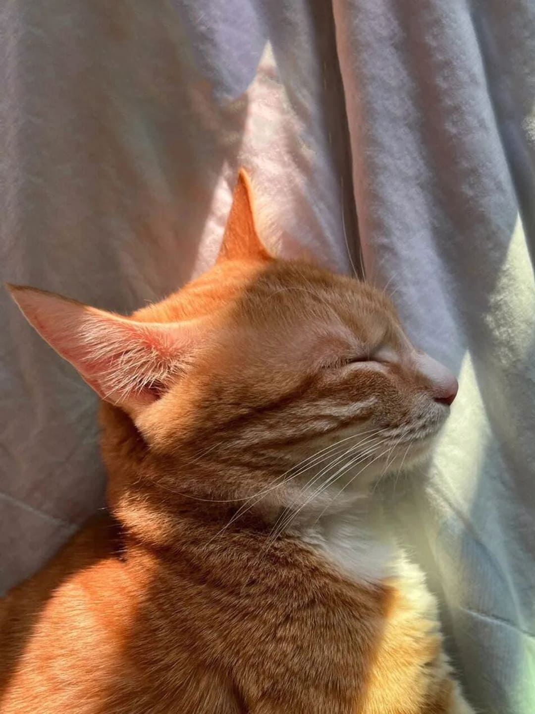 An orange cat comfortably lies on a white bed sheet, bathed in warm sunlight, with eyes closed, enjoying a nap. 