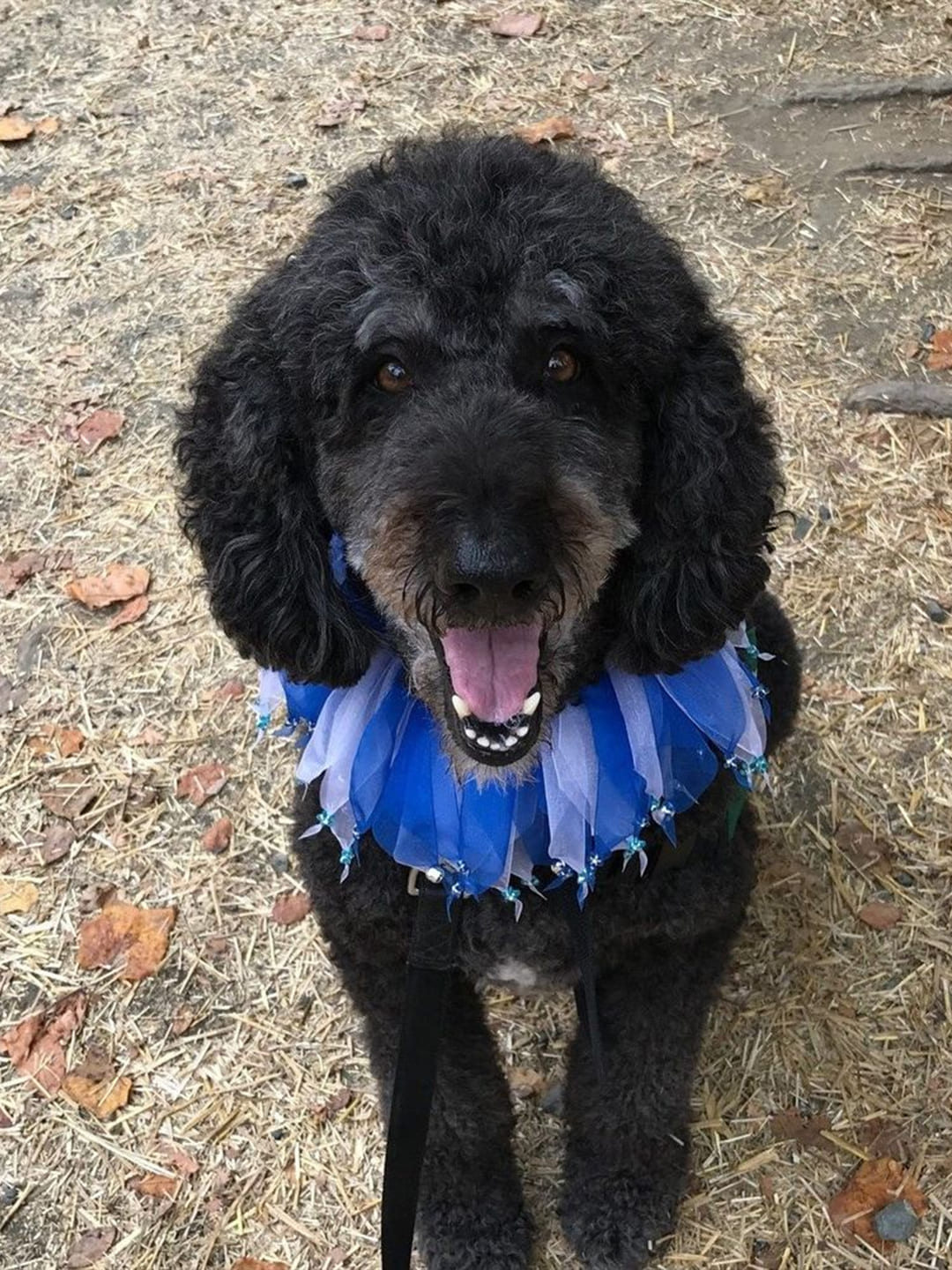 The poodle sits on the ground, sticking out its tongue and smiling at you