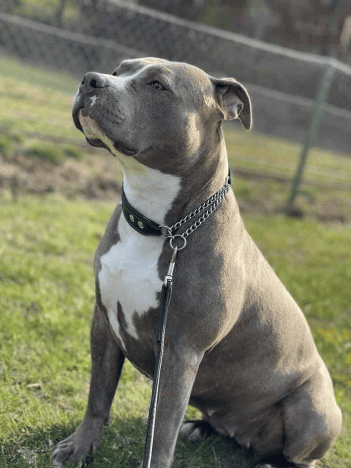 A gray-blue and white American Pit Bull Terrier sits on outdoor grass, its head tilted upwards with a focused gaze. It wears a black collar with silver chains, and a leash hangs in front of it.