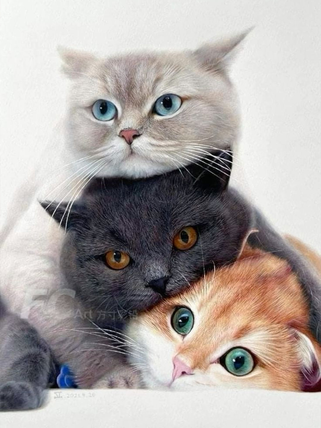 5-Adorably-Adoptable-Long-Haired-Cat-Breeds Luck