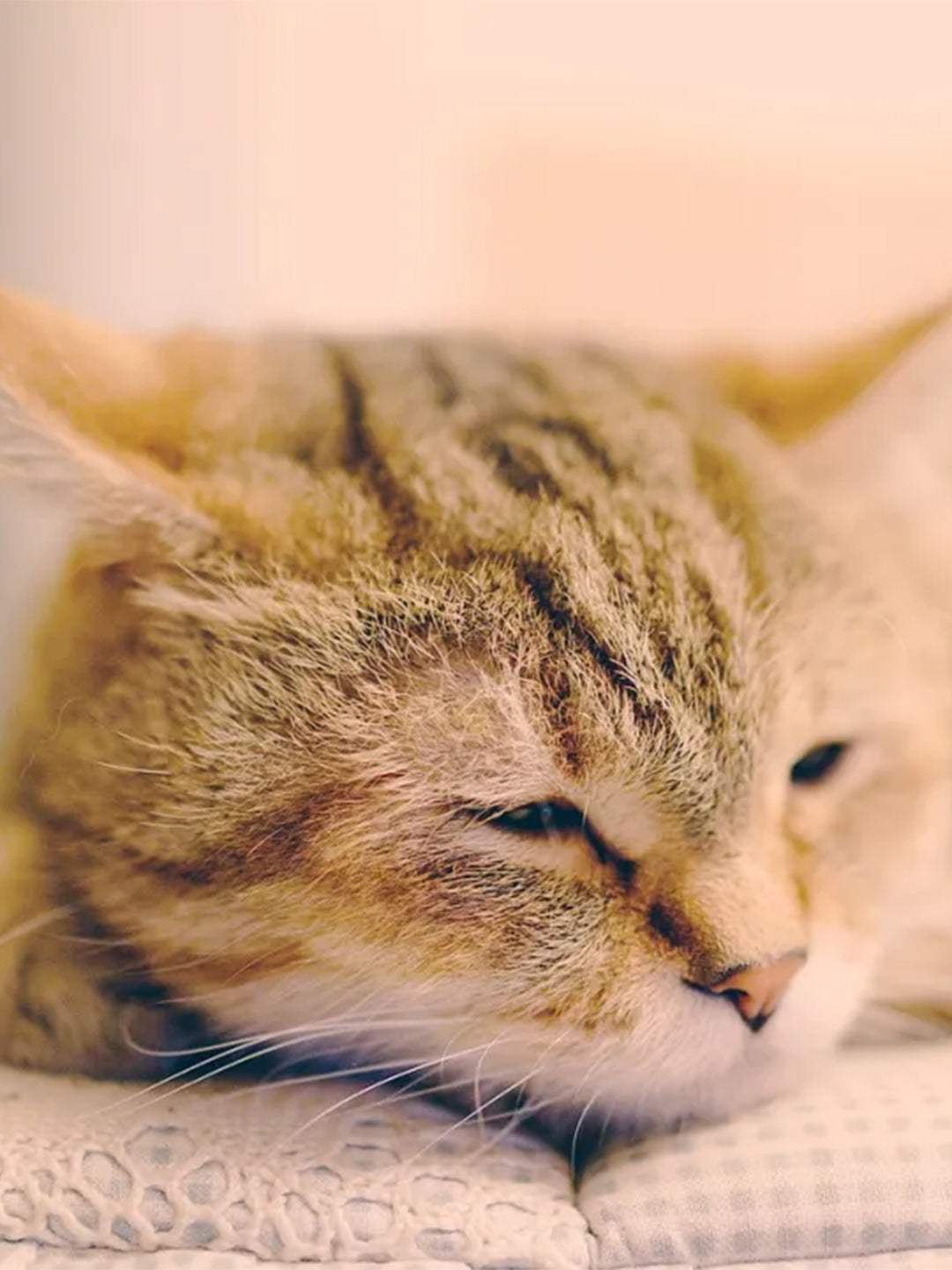 High-temperature-warning-cats-can-also-get-heatstroke-Learning-these-things-can-save-lives Luck