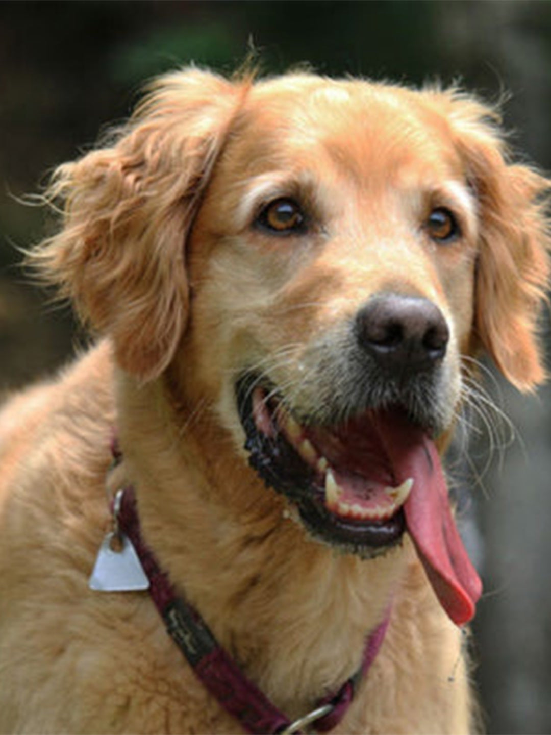 Common-and-Rare-Dogs-Golden-Retriever-and-Portuguese-Water-Dog Luck
