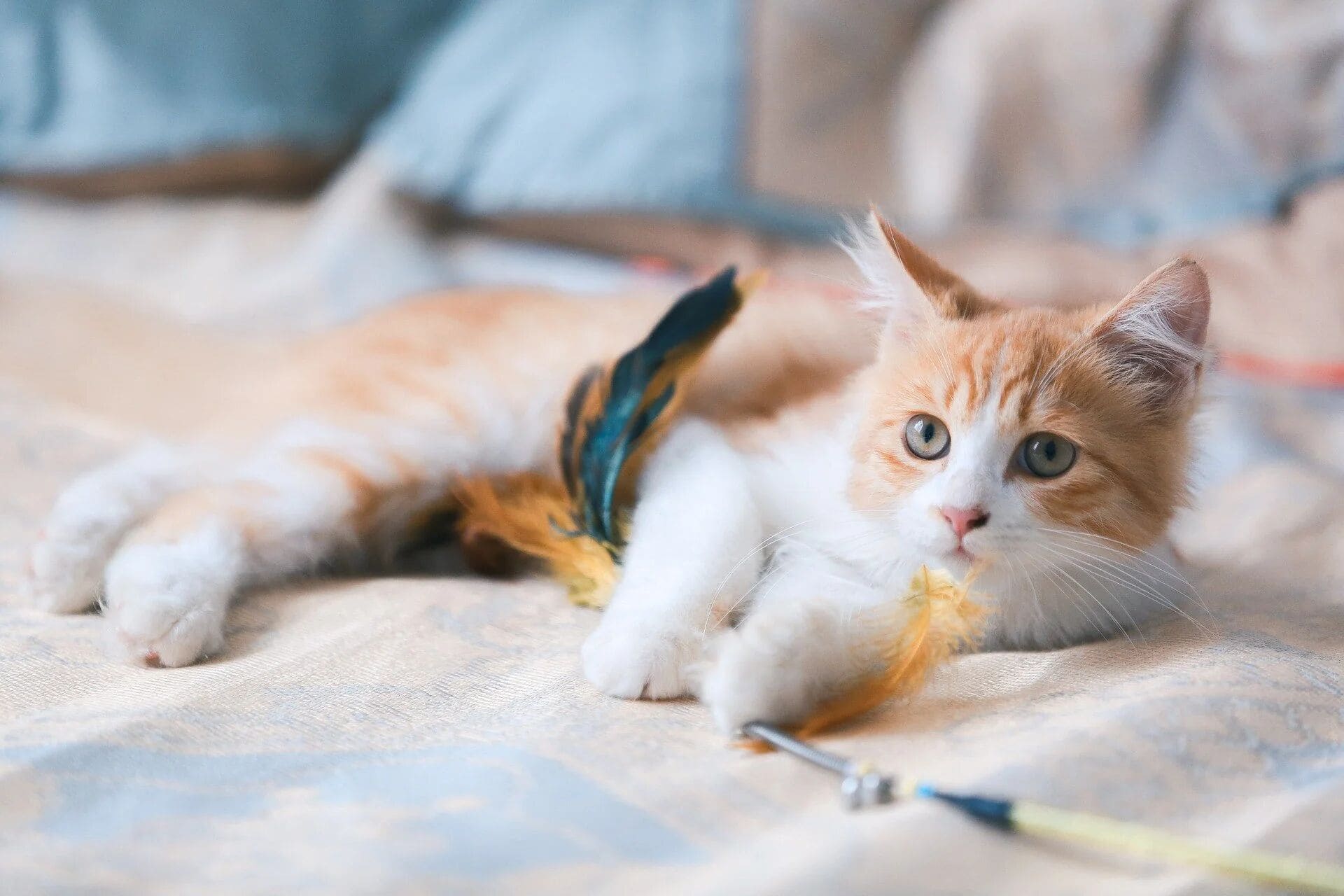 An adorable, fluffy orange and white kitten lying on a soft bed, batting at a feather wand toy.