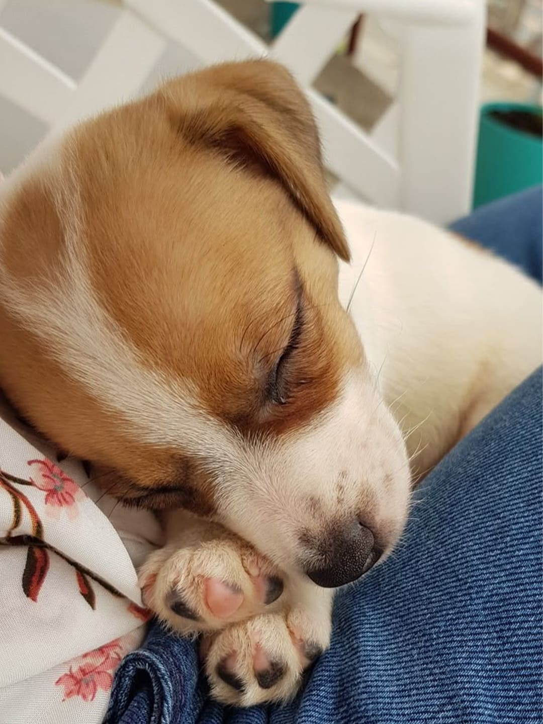 The-Unforgettable-Journey-of-Paris-A-Lively-Jack-Russell-Puppy-with-a-Big-Personality Luck