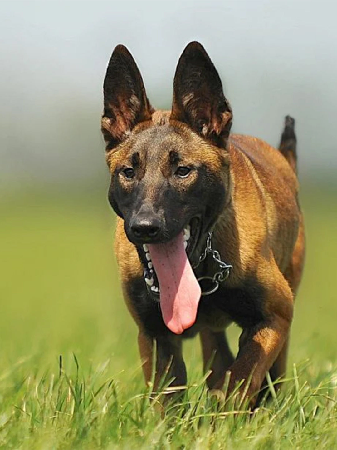 Top-10-Ways-To-Bond-With-Your-Dog Luck