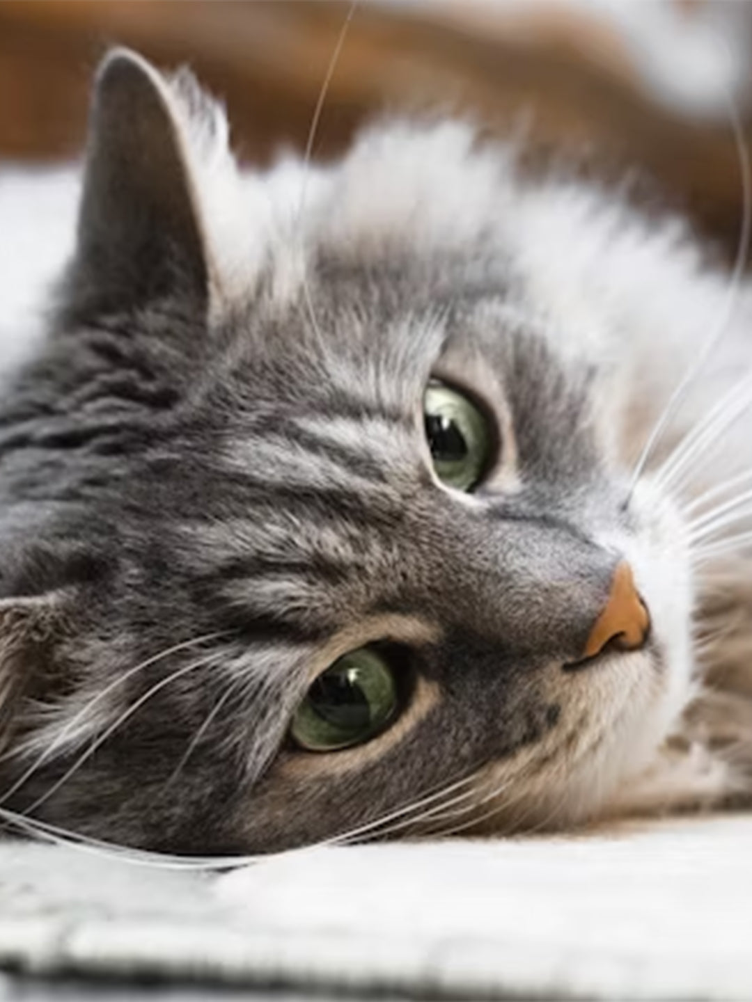 Common Older Cat Behavior Problems