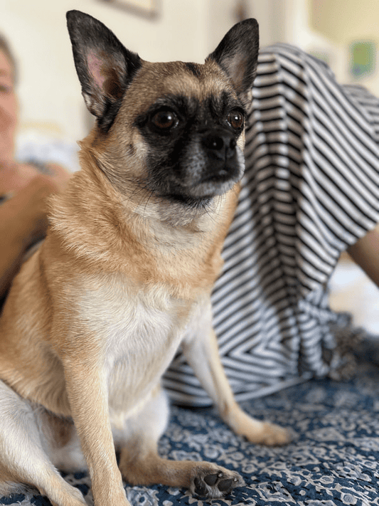 Rescue Dog Clementine’s Journey to an Unbreakable Bond