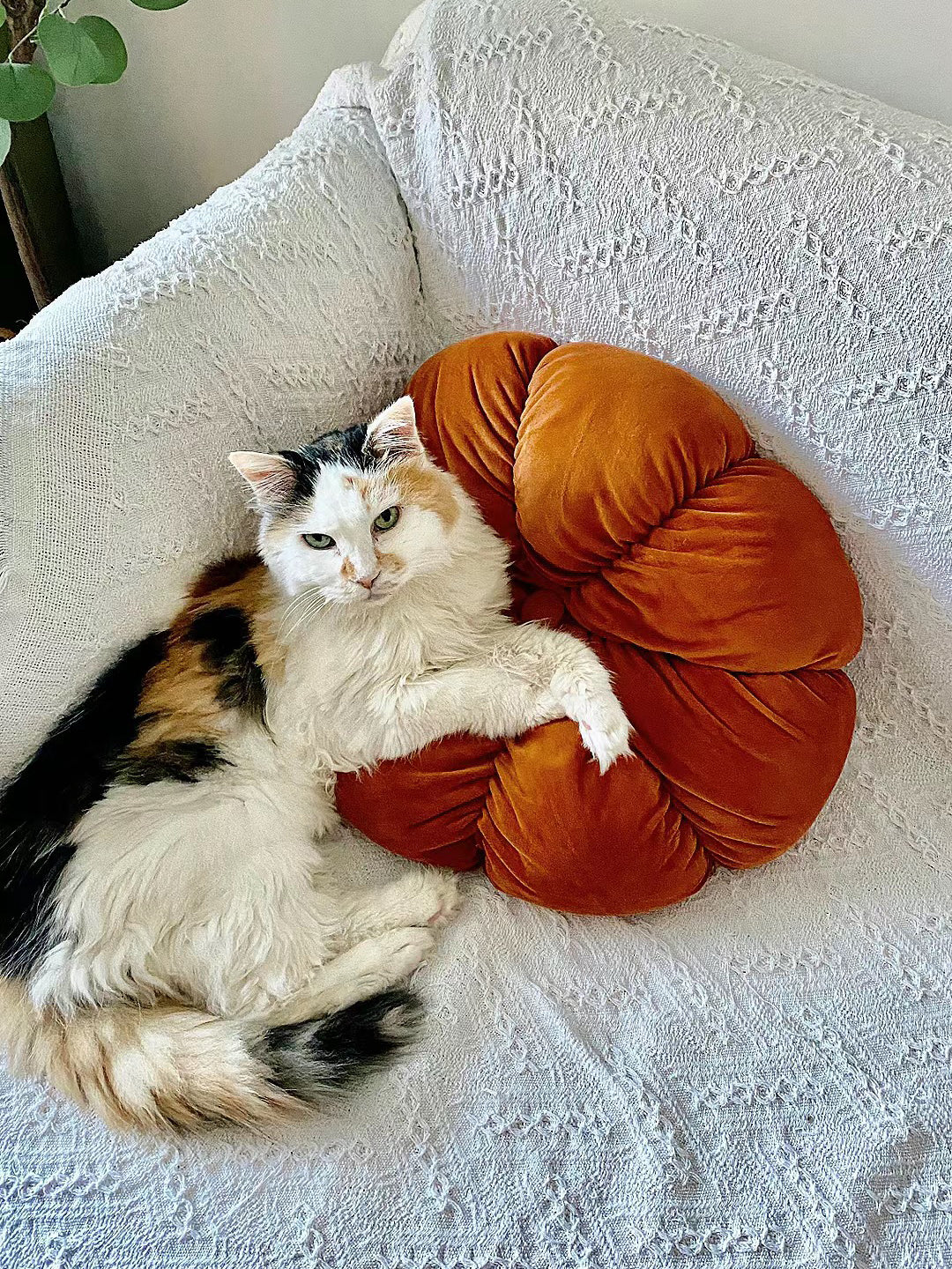 Lily-and-Mimi-A-Magical-Nighttime-Adventure-Under-the-Starry-Sky Luck