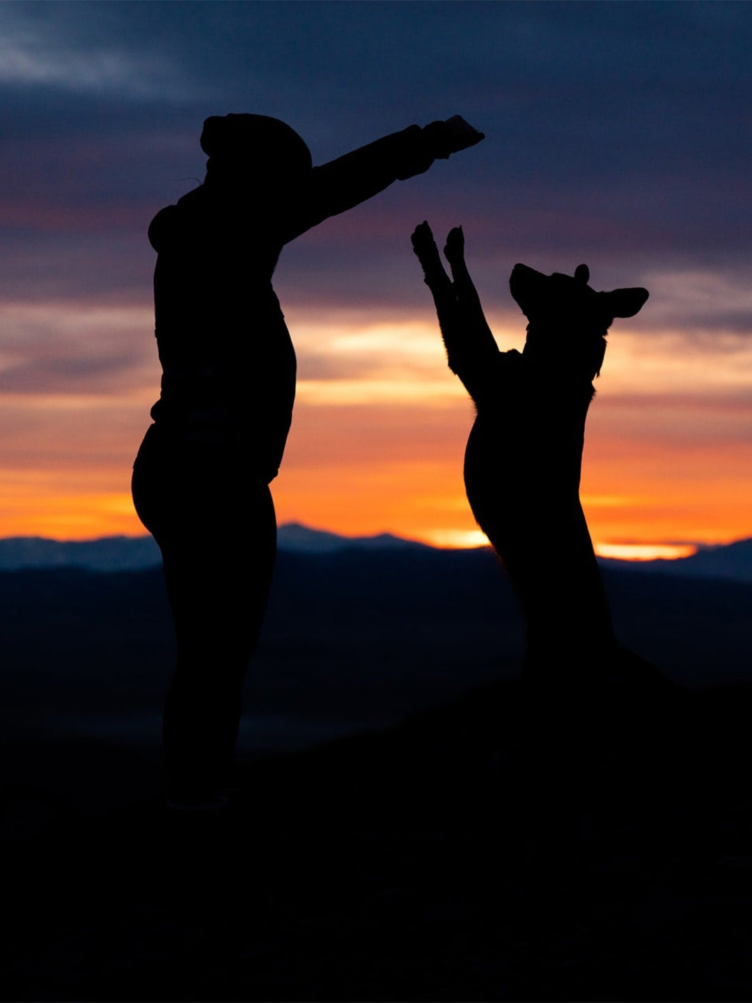 Who-Is-Your-Dog-According-to-Their-Zodiac-Sign Luck