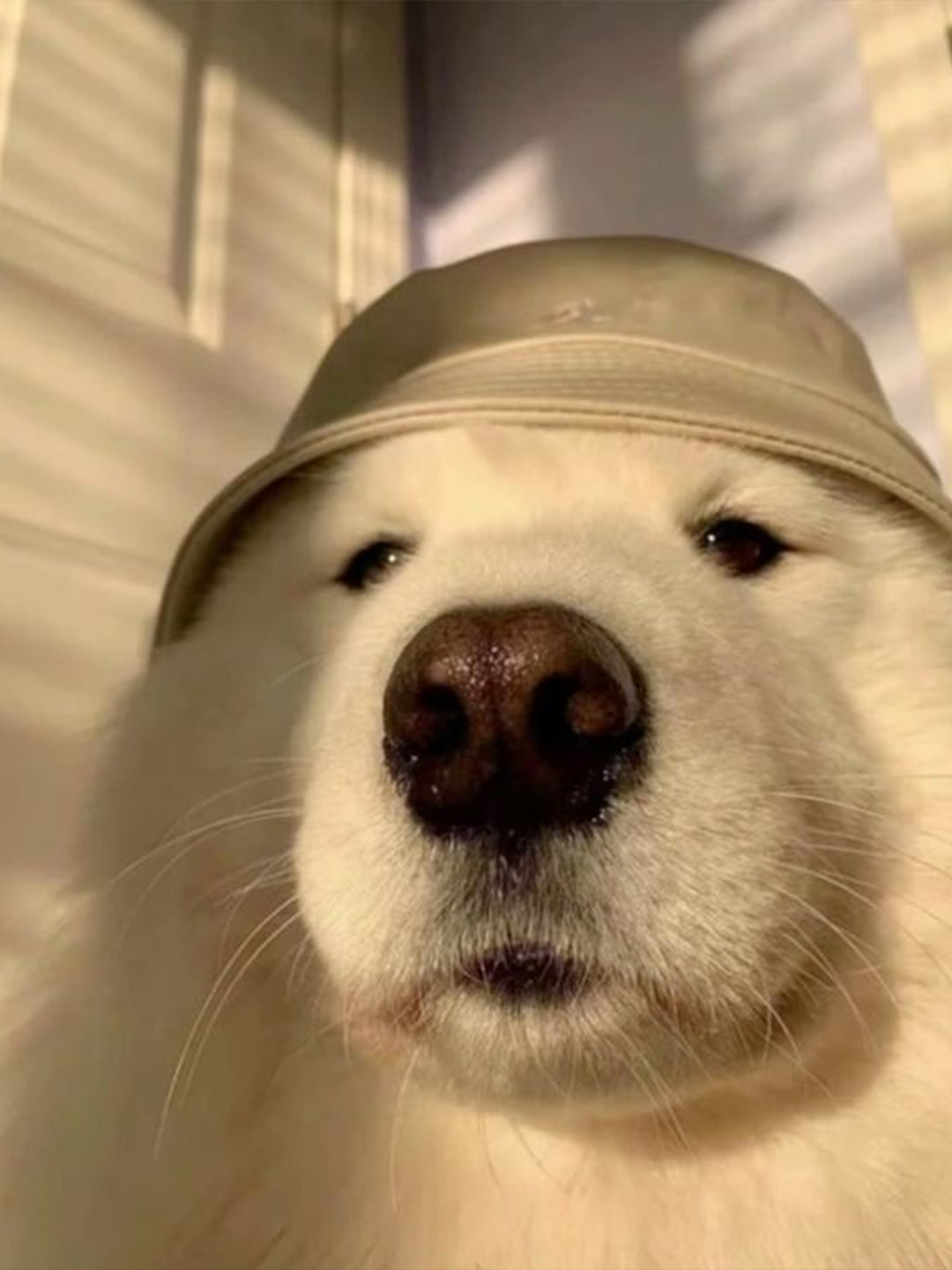 My-Dog-is-Aggressive-Around-Strangers Luck