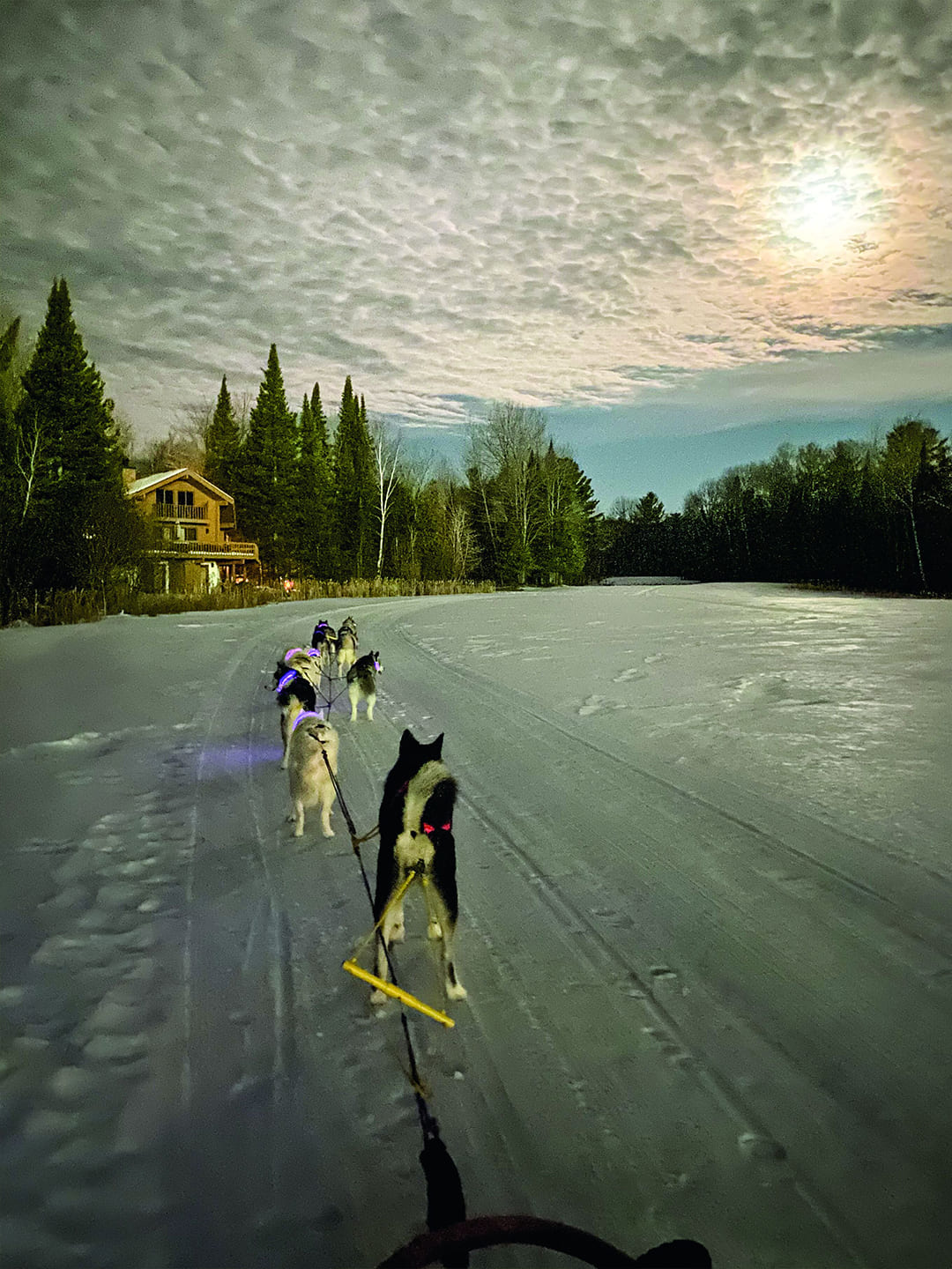 A team of Husky sled dogs moves swiftly across a snowy landscape, harnessed in front of a sled, showcasing power and teamwork. The background features a vast, snow-covered wilderness and distant trees, evoking a winter expedition scene.