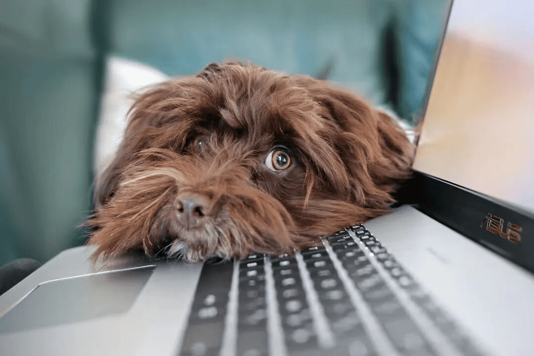 A shaggy brown dog resting its chin on the keyboard of a silver laptop, looking up with wide eyes.