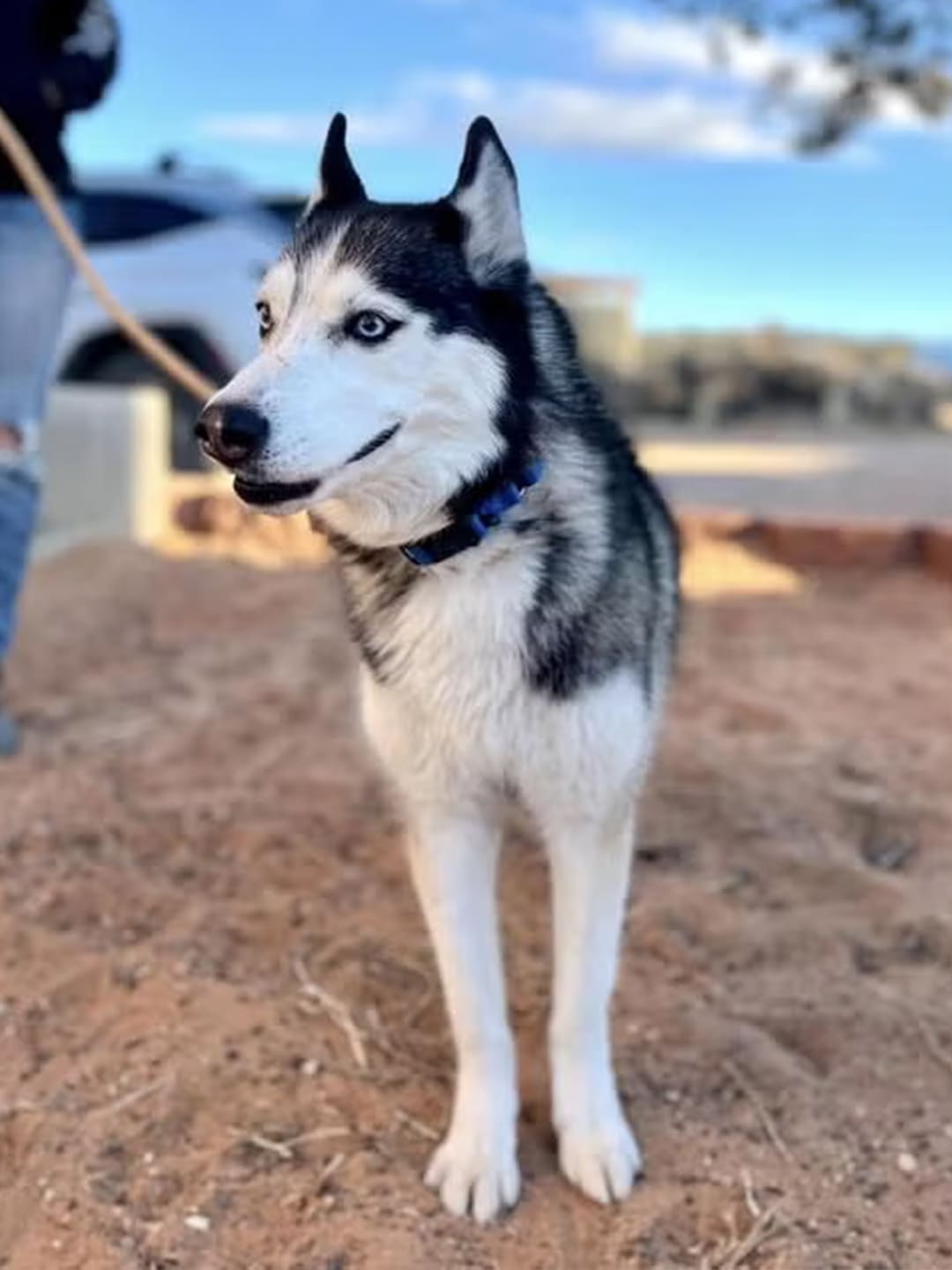 Amid fires, CA pets start new lives in Salt Lake City