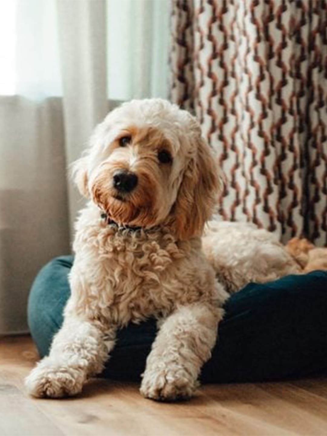 15-Best-Dogs-for-Seniors Luck