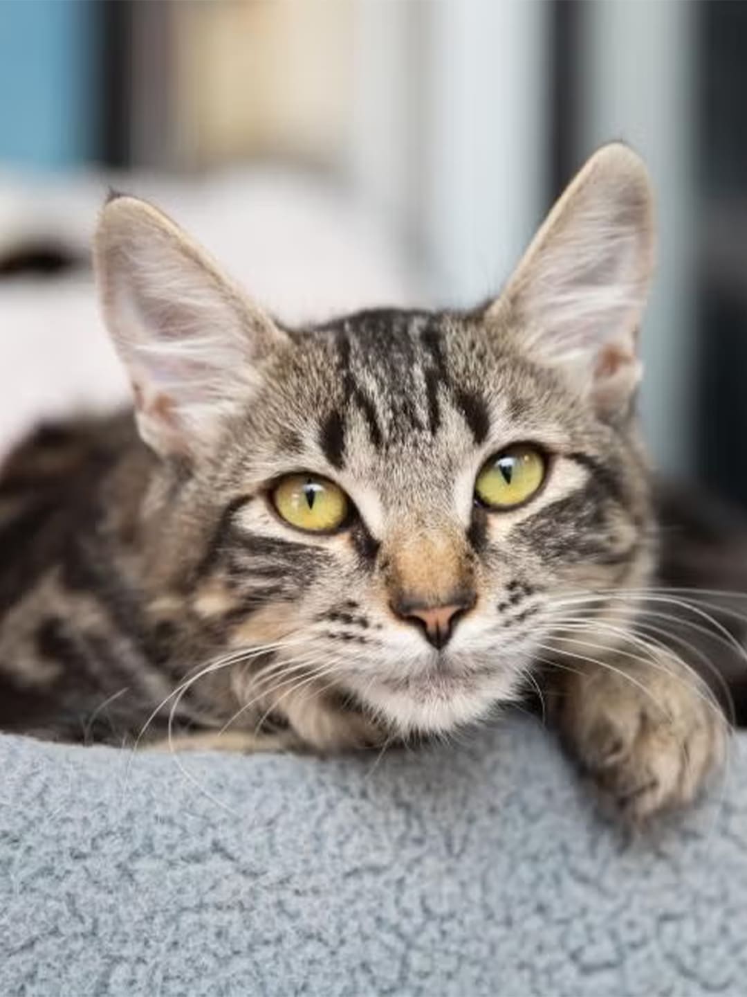 Virginia-s-Path-to-No-Kill-Status-A-Historic-Step-for-Shelter-Animals Luck