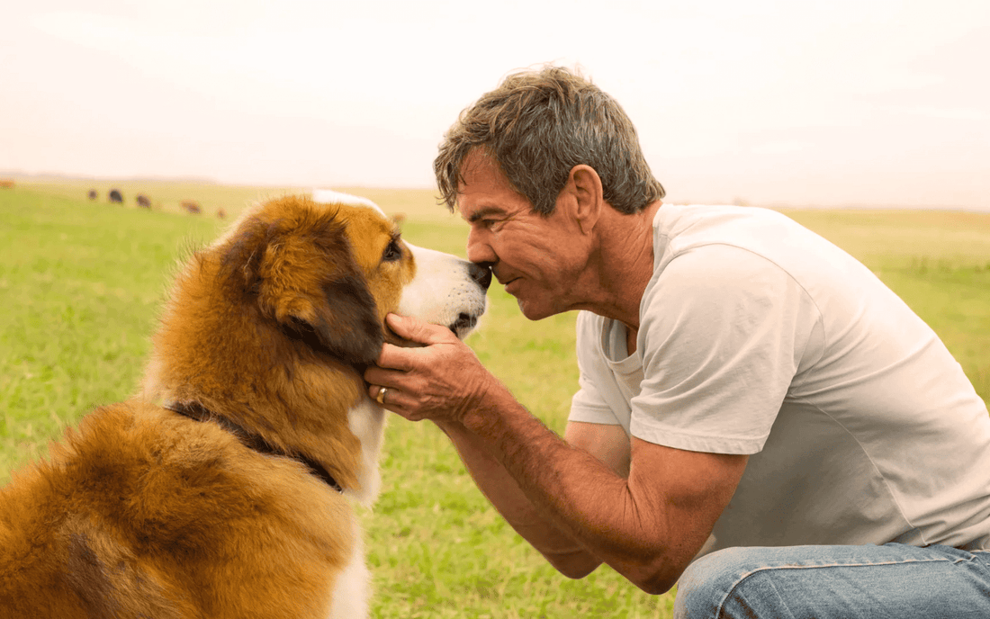 Man and dog gazing into each other's eyes, showing pet bond.