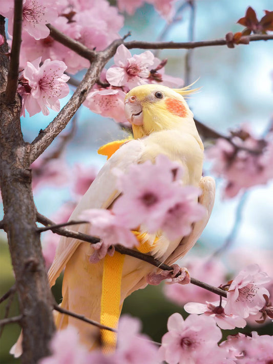 Parrot-of-Joy-A-Songbird-s-Miraculous-Impact-on-My-Life Luck