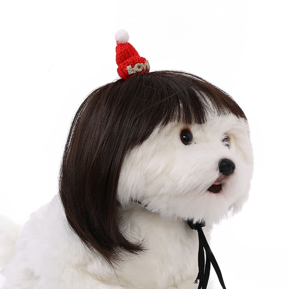 funny cat wearing cosplay wig