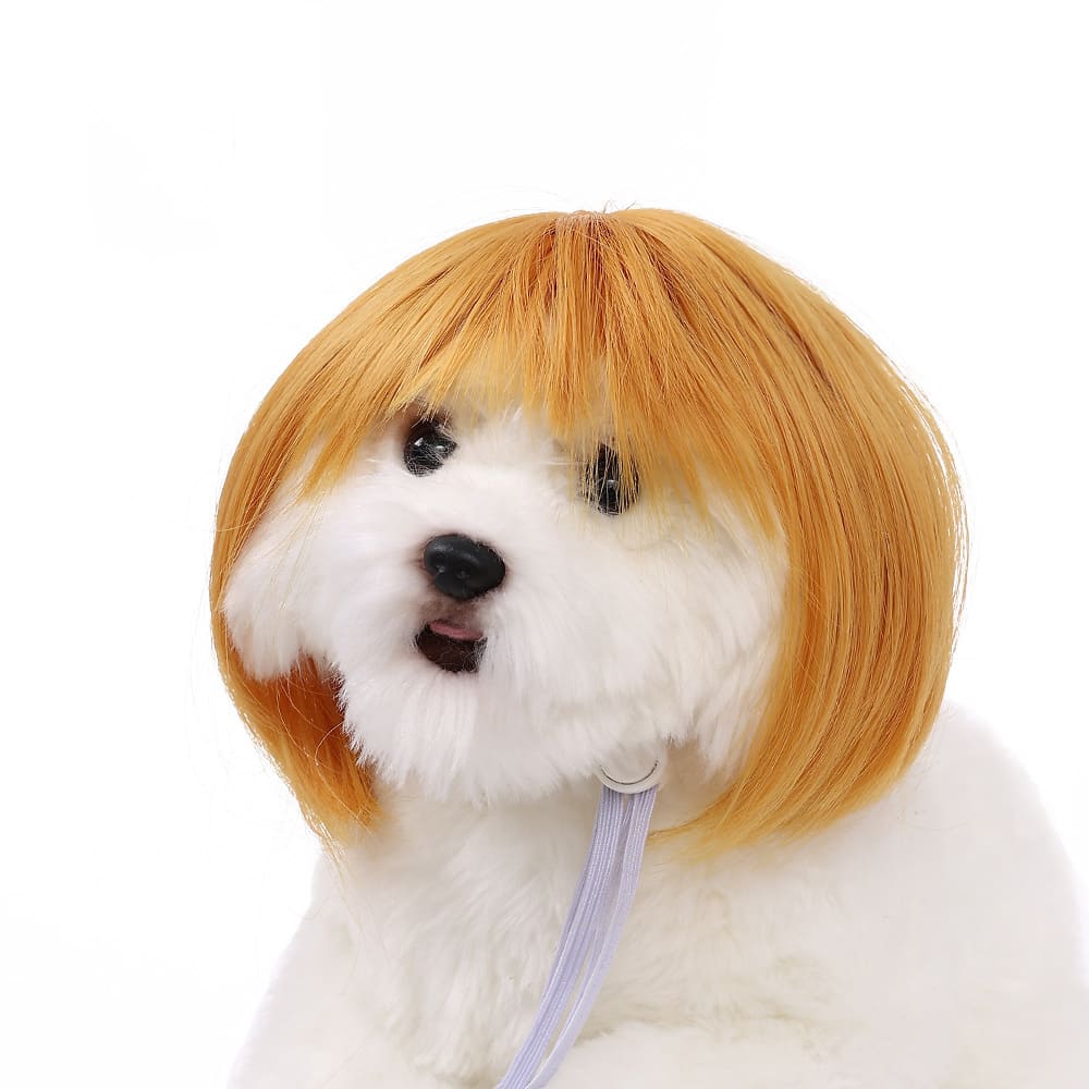 funny cat wearing cosplay wig