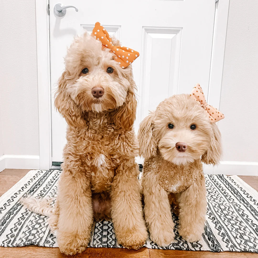 Custom Pet Plush – Realistic Stuffed Animal Clone of Your Dog or Cat
