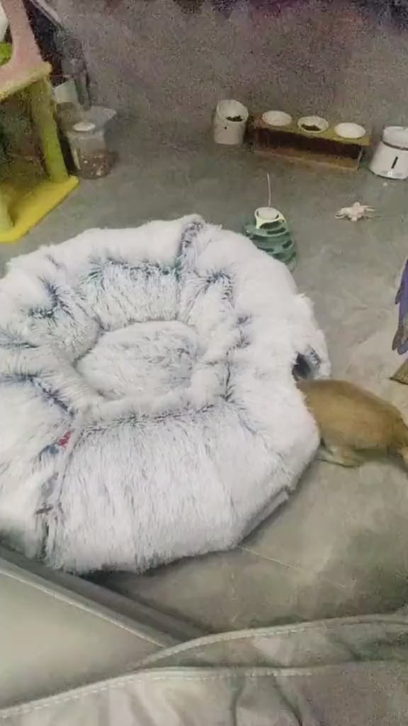 Cat Tunnel Bed – 2-in-1 Cat Bed and Tunnel for Sleeping & Playing